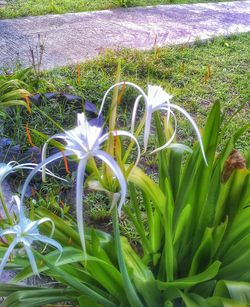 Close-up of flower growing in park