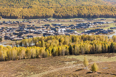 Scenic view of pine trees in forest during autumn