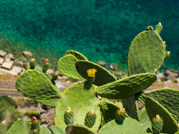 Close-up of prickly pear cactus