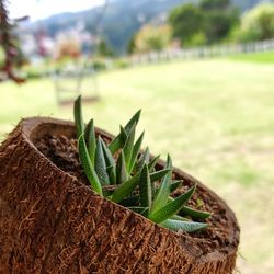 Close-up of potted plant on field