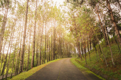 Road amidst trees in forest