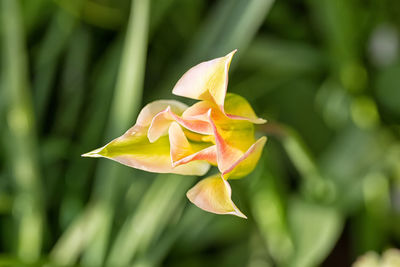 Close-up of flowering plant