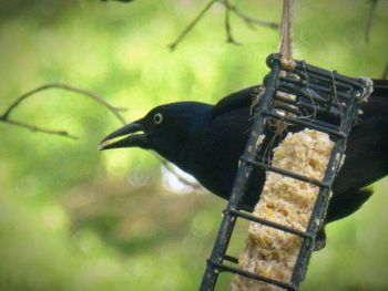 Close-up of bird perching on branch