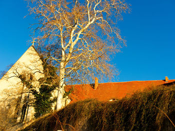 Low angle view of trees against clear blue sky