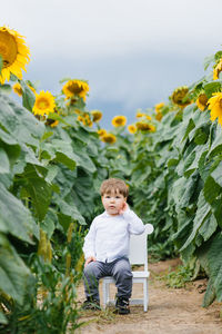 A little boy child is sitting on a high chair in a field of sunflowers in summer