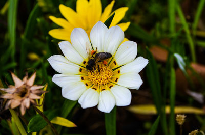 Close-up of bee on yellow flower