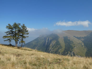 Trees on field against sky