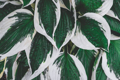 Full frame shot of leaves