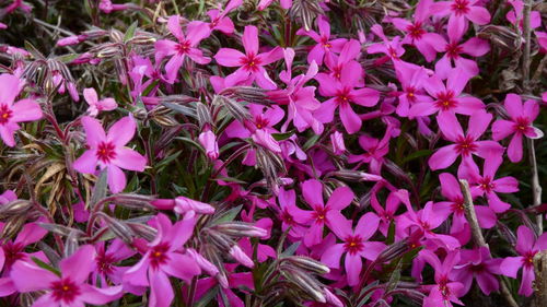 High angle view of pink flowering plants