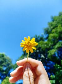 Cropped hand holding yellow flower against clear sky