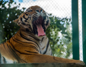 Close-up of tiger yawning while sitting against sky