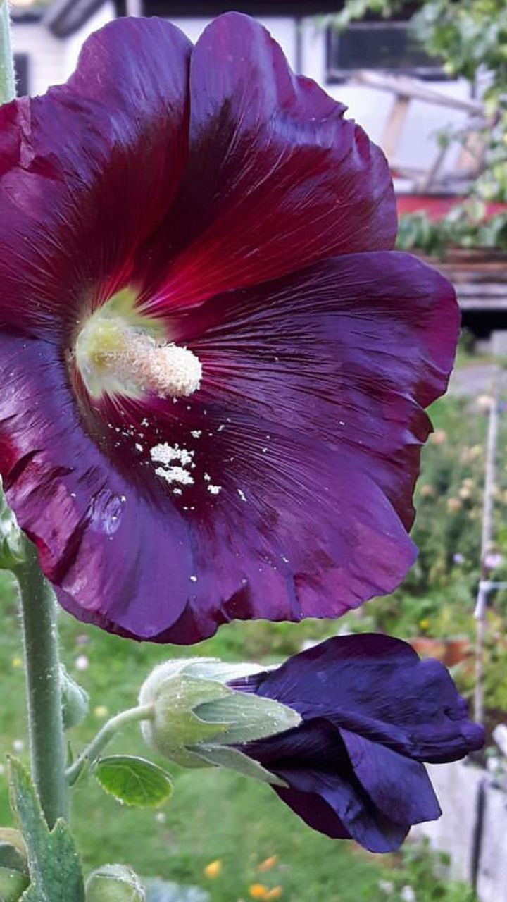 CLOSE-UP OF FLOWER BLOOMING