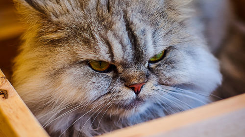 Close-up portrait of a cat