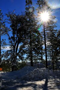 Sun shining through trees during winter