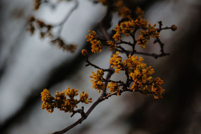 Low angle view of flowering plant