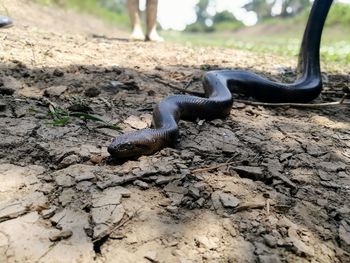 Close-up of lizard on field