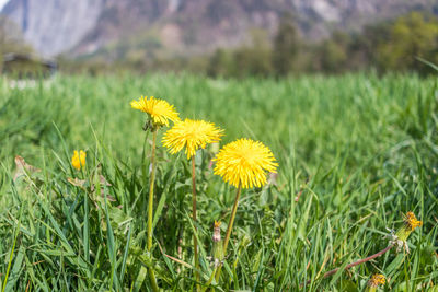 Close-up of yellow flowering plants on field