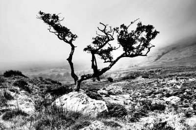 Tree on rocky mountain