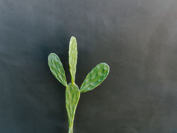 Close-up green cactus against wall