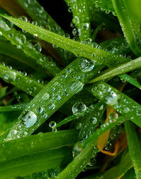 Close-up of wet leaves on rainy day