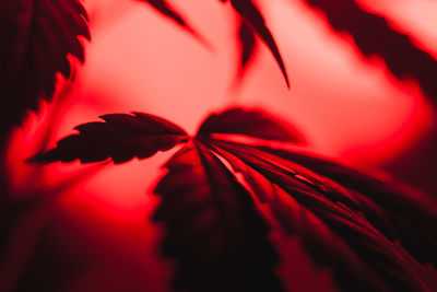 Close-up of red maple leaves