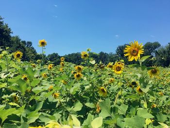 Close-up of sunflower field against clear blue sky