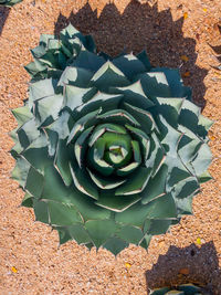 High angle view of succulent plant on field