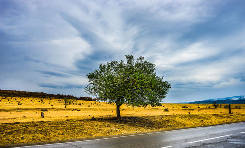 Tree by road on field against sky