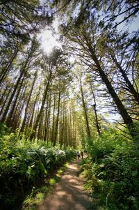 Rear view of man walking on footpath amidst trees in forest