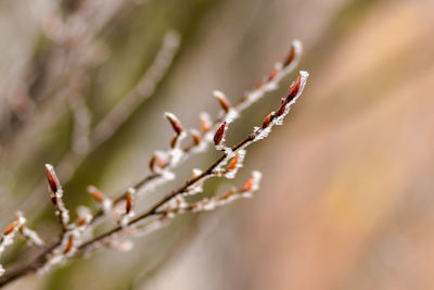 Close-up of flower buds on twig