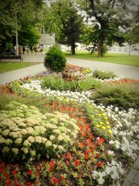 View of flowers in park