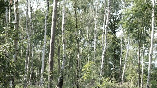 Pine trees in forest