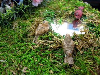 Close-up of mushroom growing on field