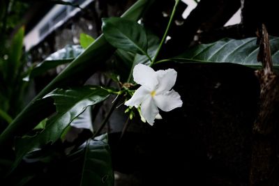 Close-up of white flowering plant