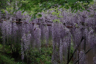 Purple flowers on tree