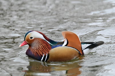 bird