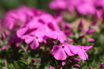 Close-up of pink flowering plant