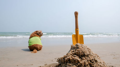 Yellow sand shovel and dog on the beach