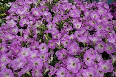 Full frame shot of purple flowering plants