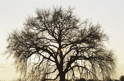 Tree against clear sky