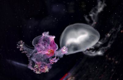 Close-up of jellyfish swimming in aquarium