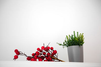 Close-up of red flowers