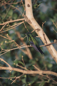 Close-up of a lizard on tree