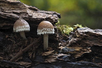 Close-up of mushroom on field