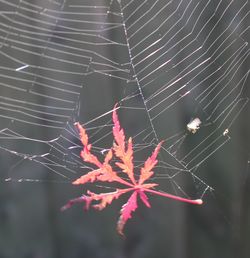 Close-up of spider web