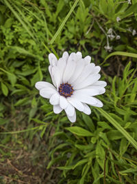 Close-up of white flower