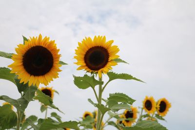 Close-up of sunflower against sky