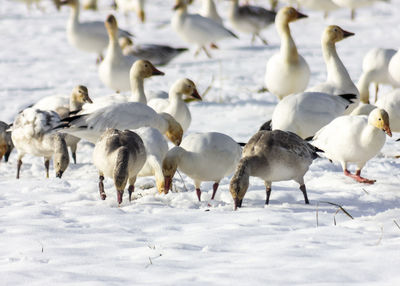 Flock of sheep on snow covered land