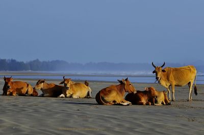 View of cows on beach