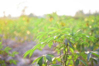 Close-up of plant growing on field